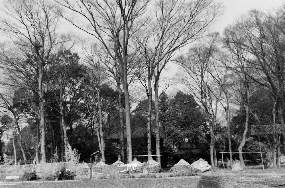 冬の欅(狛江市) 1962･2月